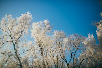 Obraz na płótnie Canvas Trees in snow