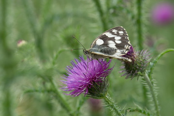Schmetterling
