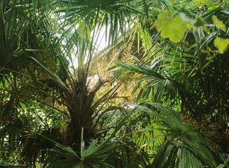 Fototapeta na wymiar green palm trees in the rain