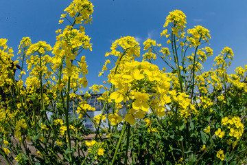菜の花
