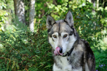 licking husky