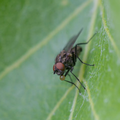 Fliege
