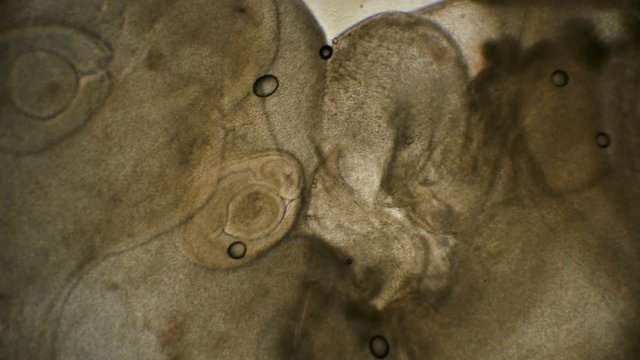 the heartbeat of the embryo in the quail egg Coturnix coturnix