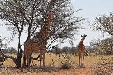 Giraffen (giraffa camelopardalis) im Damaraland bei Palmwag in Namibia