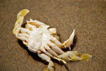 Crab at beach 