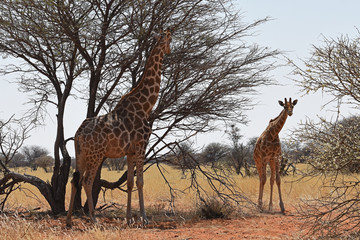 Giraffen (giraffa camelopardalis) im Damaraland bei Palmwag in Namibia