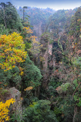 Autumn trees and the abyss of mountains Avatar