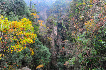 Trees and the abyss of mountains Avatar