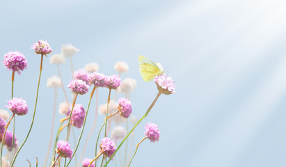 Pink flowers and yellow butterfly on a meadow. Sun in the morning, macro. Gentle spring background. Picturesque colorful image, spring template, space for text
