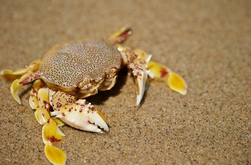 Crab at beach 