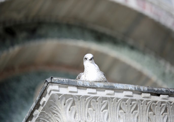 curious seagull looks at the photographer from above a column