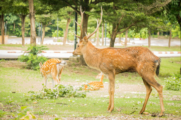 Three yellow deer on the ground.