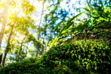 Moss on the rock in the morning at Phukradueng National Park, Loei.