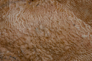 Travertine texture of abstract formation of mineral stone, traverten, Georgia