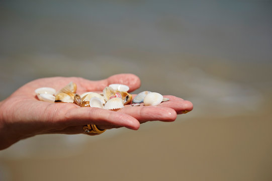 Seashells on hand 