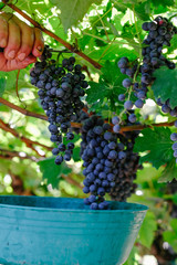Red grapes in a vineyard