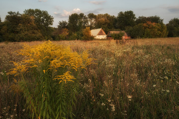 Small simple rural house near the forest and the field with wild flowers
