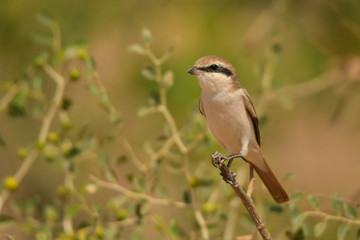 Turkestan Shrike / Lanius phoenicuroides