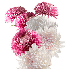 Isolated image of bouquet of flowers close up.