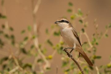 Turkestan Shrike / Lanius phoenicuroides