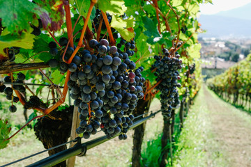 Red grapes in a vineyard