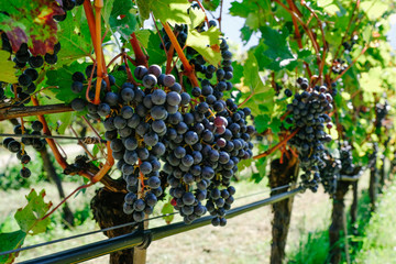 Red grapes in a vineyard