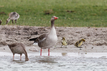 Graugänse an der Müritz