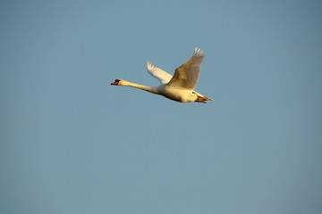 Schwane (Cygnus) im Flug