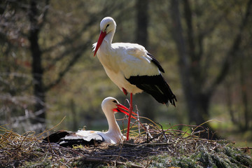 Weißstorch (Ciconia ciconia),  Paar am Nest