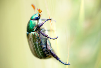 green beetle on a stem of wheat