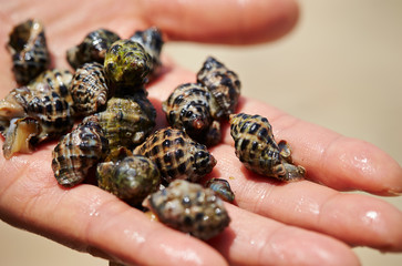 Seashells on hand 