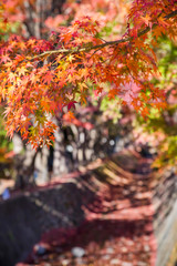  河口湖北岸 もみじ回廊の紅葉