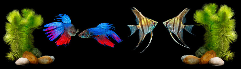 Betta splendens - siamese fighting fish and Angelfish (Pterophyllum scalare) on a black background