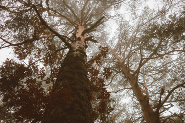 Árbol con musgo