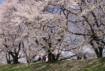 背割の桜堤散歩