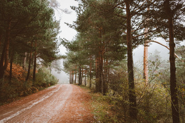 Sendero en el bosque