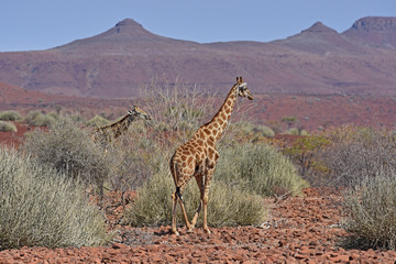 Giraffen (giraffa camelopardalis) im Damaraland bei Palmwag (Namibia)