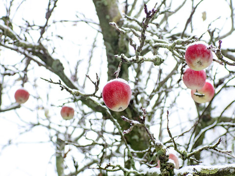 Äpfel als Weihnachtskugeln im Schnee