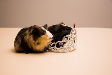 Funny and cute guinea pig with the silver diadem
