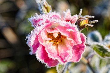 A frosty rose on a cold winter morning