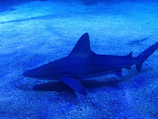 peces acuario tiburon