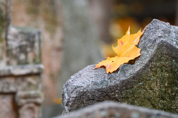 isolated colorful leaves in autumn season