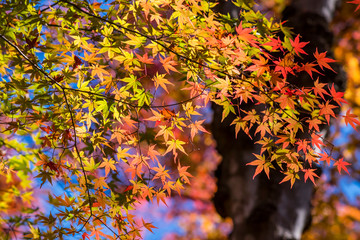  河口湖北岸 もみじ回廊の紅葉