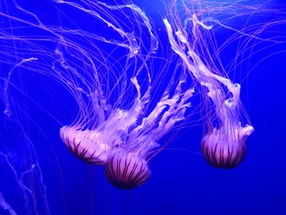 Medusas