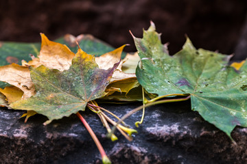 isolated colorful leaves in autumn season