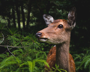 deer in the forest