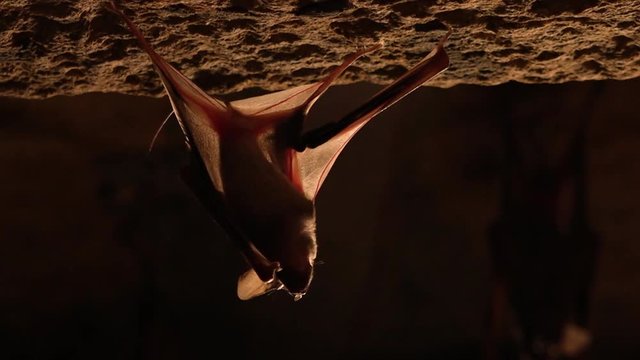 An extreme close up of a bat holding on to a wall