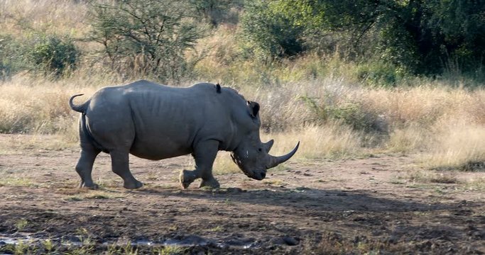 White rhinoceros Pilanesberg, South Africa safari wildlife