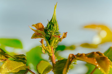 Obraz premium The use of pesticides against pests and diseases on roses