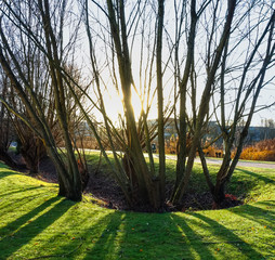 Early morning sun shines through trees.